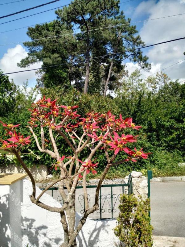 Casa De Campo Em Sesimbra Extérieur photo